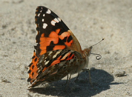 Painted Lady